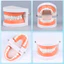 【COD】Đồ chơi mô hình hàm răng giả thiết kế chân thực hỗ trợ phụ huynh hướng dẫn trẻ em thực hành kỹ năng vệ sinh răng mi