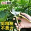 Vườn Thép Không Gỉ Tiết Kiệm Nhân Công Cây Trái Cây Kéo Cắt Tỉa Hoa Kéo Nhánh Dày Kéo Dụng Cụ Làm Vườn Nhánh Kéo Hoa Nhánh Kéo
