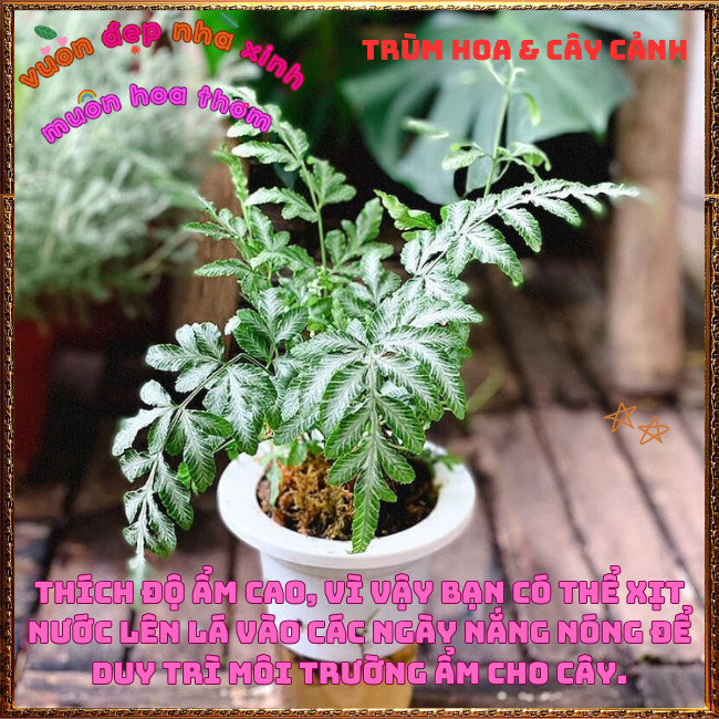 Chậu Cây Dương Xỉ Victoria ưa mát tạo tiểu cảnh xinh xắn thanh tao✳️TRÙM HOA VÀ CÂY CẢNH