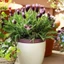 Exhila Wild Bird Bath Trang trí bát nước cho ăn 27cm cho sân hiên và ban công