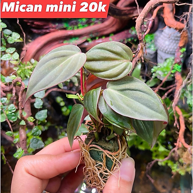 Trầu mican mini setup terrarium, bán cạn, tiểu cảnh