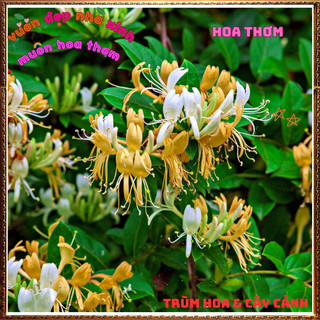 Chậu Cây KIM NGÂN HOA VÀNG Leo Hương Thơm Dịu Dược Liệu Qúy Nở Rộ Siêu Đẹp ⌛VƯỜN HOA CỔ TÍCH