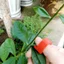 Anh Đào Cờ Lê Chọn Vòng Chữ V Ngón Tay Cái Dao Cà Chua Rau Dụng Cụ Chọn Hạt Góc Nho Pinch Sắc Nét Dụng Cụ VJRF
