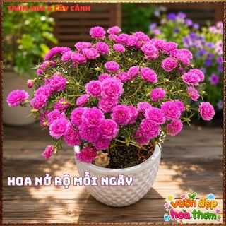 Cành Hoa Mười Giờ Thái Kép HỒNG MẬT ONG Siêng Hoa Màu Rất Đẹp Dễ Trồng📓Hoa Giống Mới Siêu Đẹp, Dễ Trồng