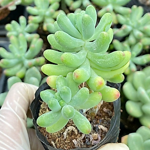 Sen đá thạch ngọc mĩ size bầu 5-7cm LINHDAN GARDEN. Lỗi 1 đổi 1!