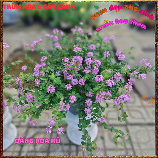 Chậu Hoa Ngũ Sắc Tím Rũ Thơm Ngát Trồng Ban Công Siêu Đẹp Phủ Nhanh⌛TRUNG TÂM CÂY GIỐNG VÀ HOA