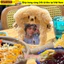 WOODNEST Sang Trọng Photocard, Phim Hoạt Hình Nhiều Phong Cách Photocard, Thời Trang Dễ Thương Ngọt Ngào Thẻ Cửa Xe Buýt Tay Quà Tặng Sinh Nhật