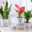 Chậu cây tự tưới mini bằng nhựa trong suốt, dạng bể cá, thương hiệu KXH, dùng trang trí nhà cửa ELWW