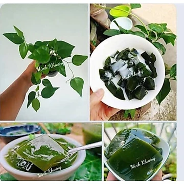 Chậu sương sâm lá trơn tươi tốt dùng làm thạch sương sâm ngon mát-Bối Bối Farm