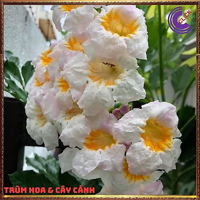 Cây nguyệt quế lá lớn hoa to thơm ngọt hoa loe kèn rất đẹp hoa cả năm⏰ Hoa Mười Giờ Bonsai & Phụ Kiện