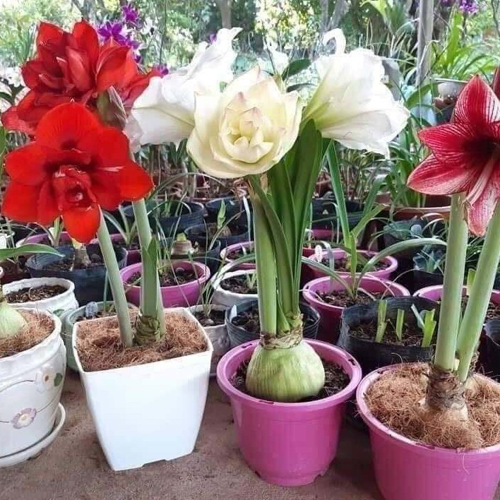 Củ hoa Lan Huệ đủ màu sống 100% m | Shopee Việt Nam