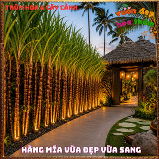 Mía Sọc Đỏ HAWAII Ngọt Mềm Màu Sắc Rất Đẹp Thân To Lóng Dài Nhanh Lớn📗Yêu Nhà Yêu Hoa