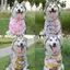 Thú Cưng Dễ Thương Dọc Nước Bọt Khăn Chó Golden Retriever Chó Lớn Alaska Yếm Yếm Dày Nước Bọt Bảo Vệ