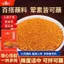 Mì Ớt Gia Vị Nhúng Cay 2g Thịt Nướng Cực Cay Xiên Cay Thịt Heo om Hộ Gia Đình Nhúng Nước Món Ăn Khô Quà Tặng Gói Nhỏ 26.6.15