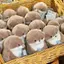Bluelover Hoạt Hình Dễ Thương Otters Cầm Cá Búp Bê Sang Trọng Có Dây Xích Mới