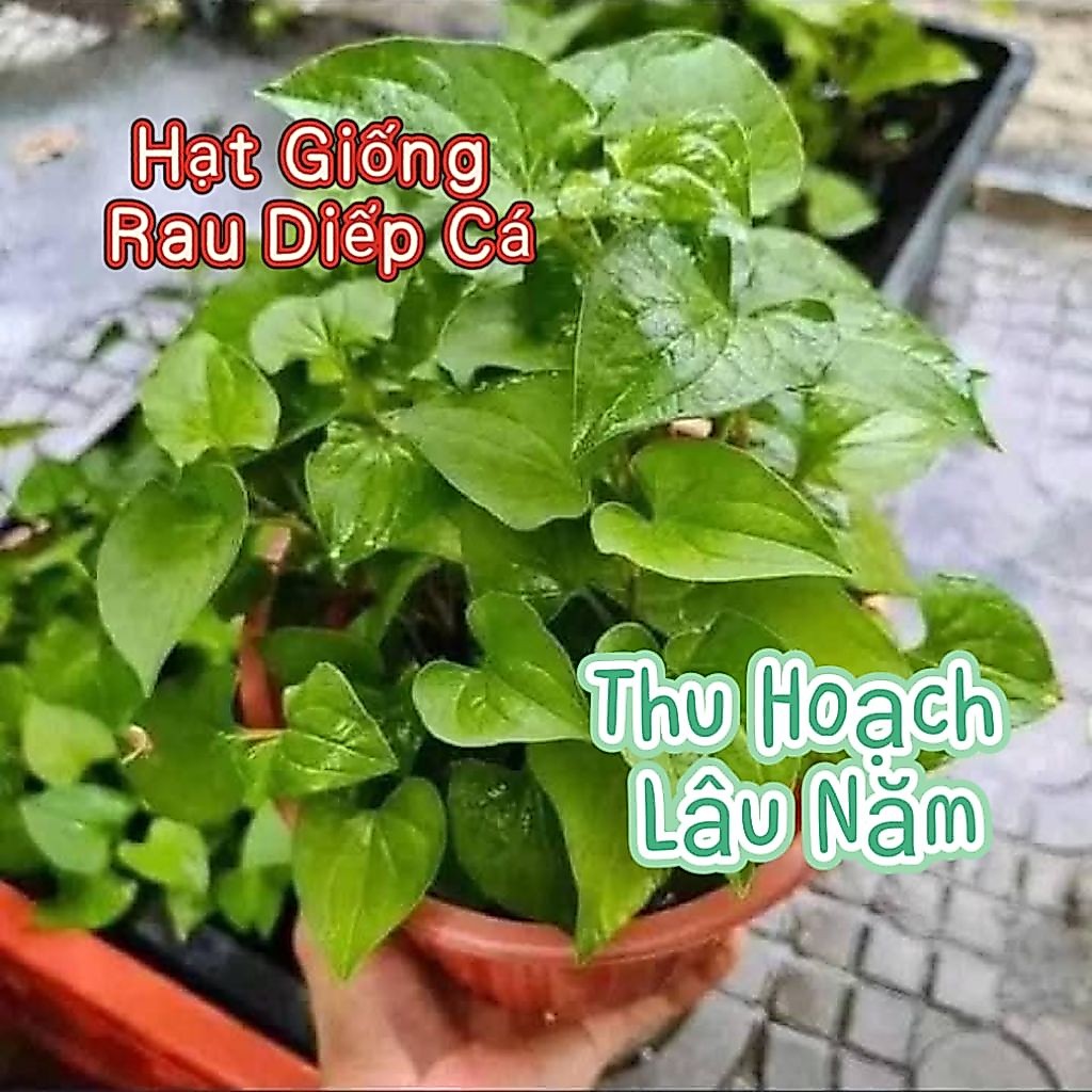 200 Hạt Giống Rau Diếp Cá Thơm Ngon Dễ Trồng Chất Lượng