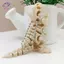 HFTOY 3D In Hình Tyrannosaurus Rex Mô Hình Bộ Xương Khớp Linh Hoạt Móc Khóa Khủng Long Cho Trẻ Em Tiệc Túi Quyến Rũ Bàn Trưng Bày ~