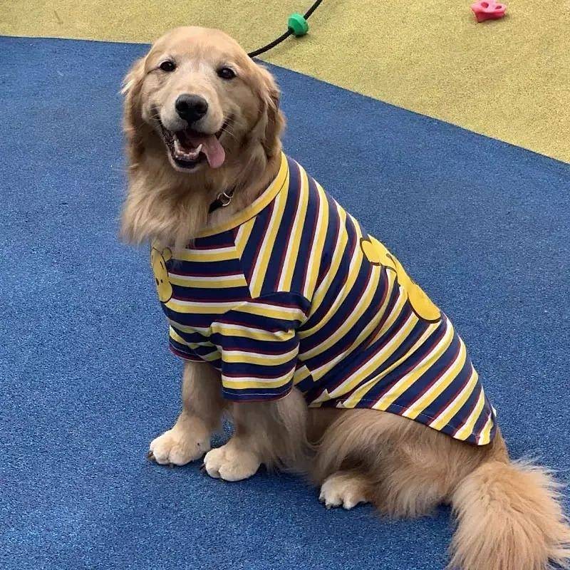 【Ready Stock】 Large Dog Labrador Golden Retriever Alaska Samoyed Handsome Pet Clothes Thin Clothing T-shirt qUhX
