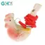 GHX 1 Màu Ngẫu Nhiên Vẽ Nước Chim Còi Gốm Nước Chim Còi Nhạc Cụ Dễ Thương Ngoài Trời Đội Thể Thao Còi VN