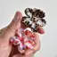 LUImo Sweet Flower Shape Acetic Acid Hair Claw cho thời trang sử dụng hàng ngày SBS