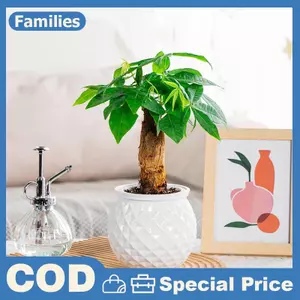 Mini Tự Tưới Hoa Nồi Cá Bể Nhựa Trong Suốt Chậu Cây Tự Tưới Cây Chậu Bình Để Trang Trí Nhà Cửa