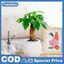 Mini Tự Tưới Hoa Nồi Cá Bể Nhựa Trong Suốt Chậu Cây Tự Tưới Cây Chậu Bình Để Trang Trí Nhà Cửa