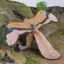 Mô phỏng kỷ Jura Mô hình khủng long bằng nhựa tĩnh Cánh trải rộng Archaeopteryx Pterodactyl Khủng long Đồ chơi làm bằng tay cho trẻ em Chiều cao 9cm