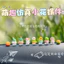Dễ Thương Lọ Hoa Xương Rồng Đồ Trang Trí Ô Tô Điều Khiển Trung Tâm Ô Tô Đồng Phi Công Trang Trí Văn Phòng Máy Tính Giải Nén Đồ Trang Trí 6.26 NNAH