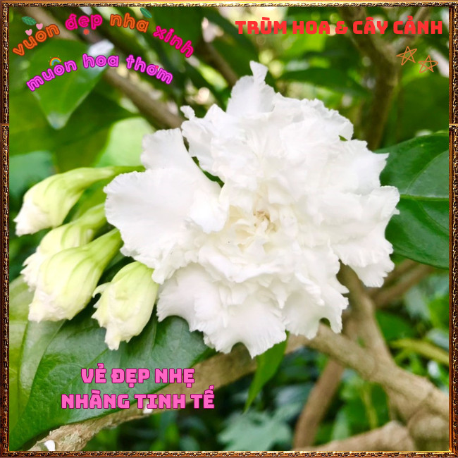 Chậu Cây LÀI TUYẾT Thơm Dịu Bông To LÀI NỮ HOÀNG Siêu Bền Nở Suốt Quanh Năm️📣Hoa Mười Giờ Bonsai & Phụ Kiện