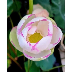 Cây GIỐNG SEN QUÝ ĐẶC BIỆT Empress