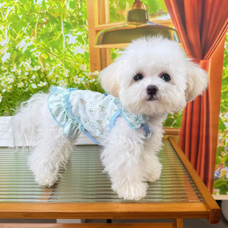 [Pet-Eleven] Đầm thú cưng xù hoa Quần áo chó Quần áo mèo Đi chơi Lực kéo Phong cách công chúa Quần áo thú cưng Mèo Chó nhỏ Teddy Pomeranian Schnauzer Maltese