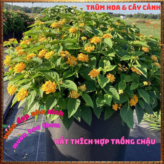 Chậu hoa ngũ sắc VÀNG NGỌC giống bụi trồng chậu siêu xinh thơm ngát ⏳ BẢO HÀNH CÂY GIỐNG VÀ HOA CHUẨN