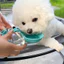 Bình Nước Cho Chó 285ML Có Bát Silicon Có Thể Gập Lại Chống Rò Rỉ Chó Mèo Bình Uống Nước Cho Chó Con