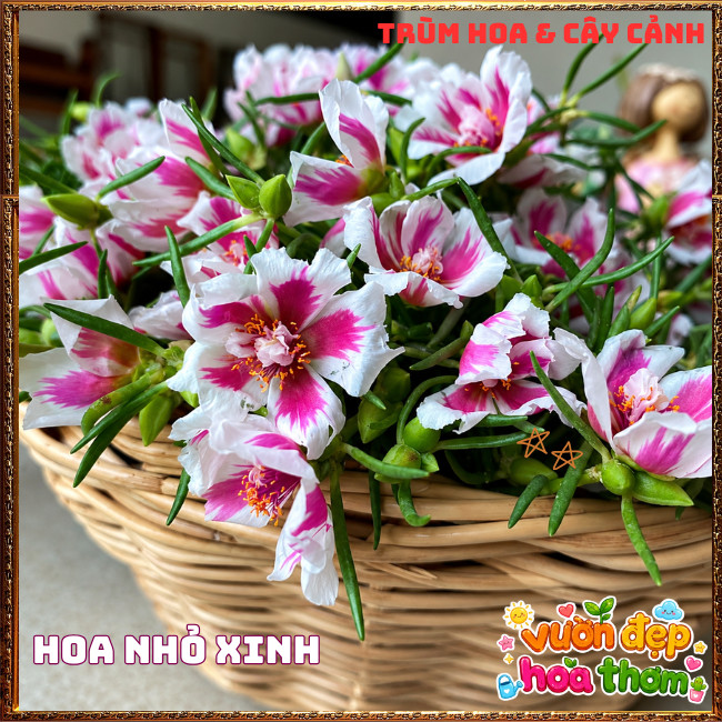 Cành Hoa Mười Giờ THÁI ĐƠN SONG HỶ Siêng Hoa Nở Rộ Rất Xinh ️📩 Hoa Mười Giờ Bonsai & Phụ Kiện