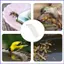 Bee Waterer Thang Bee Waterer Butterfly Waterer Trạm uống nước ong cho bể bơi Sân vườn Ao Patio mueadsyvn