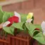 1 12 Cân Calla Lily Thu Nhỏ Chậu Cây Nhà Búp Bê Hoa Cây Cảnh Mô Hình Cho Phòng Khách Trang Trí Sân Vườn