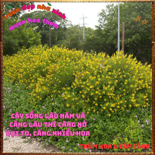 Chậu Hoa KIM ĐỒNG VÀNG Nở Rộ Cả Cây Quanh Năm Bền Bông Lâu Tàn Trồng Đâu Cũng Đẹp⏰Siêu Thị Hoa Và Cây Giống