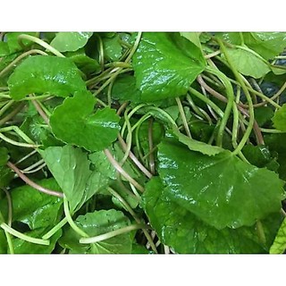 Bầu cây Rau Má xanh tốt