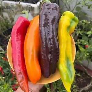 20 Hạt Giống Ớt Palermo Mix màu - GM 90%