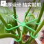 Hỗ trợ cây trồng Monstera - Giá đỡ lò xo chống rơi cho chậu hoa làm vườn xanh