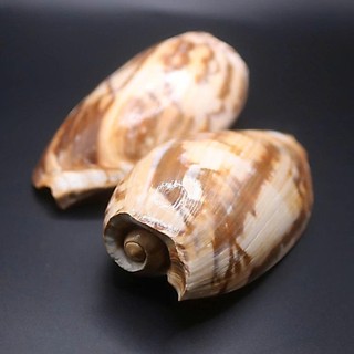 Vỏ ốc Cymbium Cymbium 8cm - Vỏ ốc trang trí nhiều kích thước - Vỏ ốc đẹp