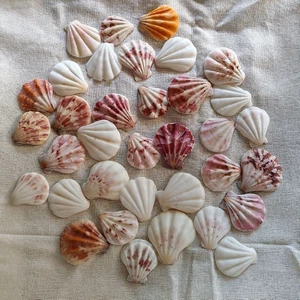 Vỏ sò điệp baby 100g - Vỏ sò trang trí, làm handmade- phụ kiện thủy sinh (HÀNG TUYỂN)