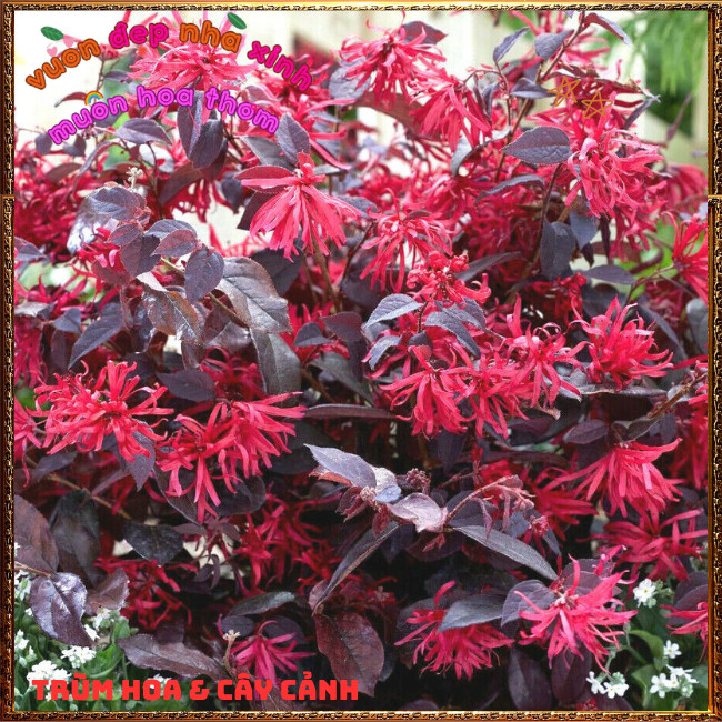 Chậu Cây Hồng Phụng Tuyệt Đẹp Hoa Siêu Bền Mang Ngụ ý Hạnh Phúc💡Hoa Mười Giờ Bonsai & Phụ Kiện