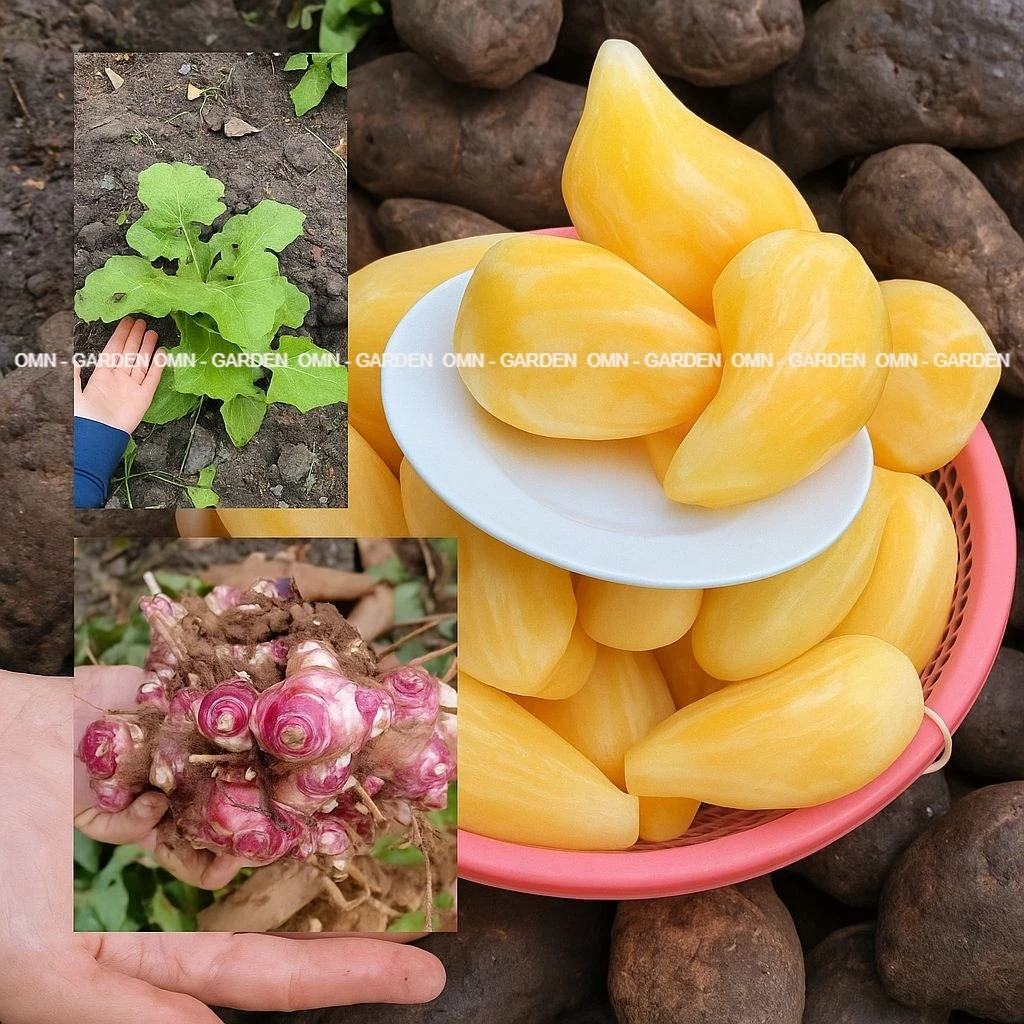 sg 11134201 824i1 mf6q78sc7ea4d4