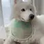 Phong Cách Trung Quốc Series Chó Nước Bọt Khăn Thú Cưng Dễ Thương Khăn Lớn Vừa Chó Nhỏ Samoyed Golden Retriever Yếm Phụ Kiện