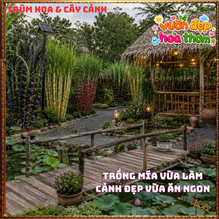 Mía VOI Thân To Khủng Tạo Tiểu Cảnh Siêu Đẹp 📒 Siêu Thị Hoa Và Cây Giống
