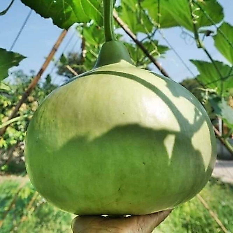 1gam (khoảng 7 hạt) hạt giống bầu hương thái papaya thơm ngon Thái Lan chất lượng cao 😍🧡Freeship ❤️💥chất lượng cao