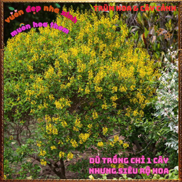 Chậu Cây KIM ĐỒNG VÀNG Nở Rộ Quanh Năm Từ Gốc Tới Ngọn Siêu Rực Rỡ ️📩 Hoa Mười Giờ Bonsai & Phụ Kiện