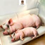 Rytanda Mô Phỏng Dễ Thương Lợn Sang Trọng Đồ Chơi Gối Lợn Dễ Thương Búp Bê Động Vật Mềm Mại Và Vui Nhộn Đệm Sofa Bạn Gái Phòng Ngủ Nhà Đồ Dùng Học Tập Trang Trí Giáng Sinh Tốt Nghiệp Quà Tặng Sinh Nhật