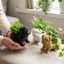 Nồi trồng cây hình Pug DONOVANQQ, Nồi hình động vật bằng nhựa tối giản, Sáng tạo thủ công ngộ nghĩnh 3D in hình chó mọng nước Trang trí nội thất